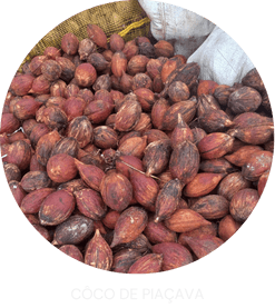 coco-de-piacava