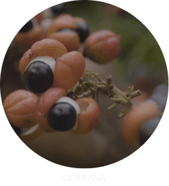 guarana