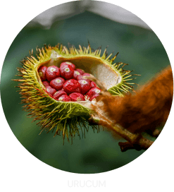 urucum
